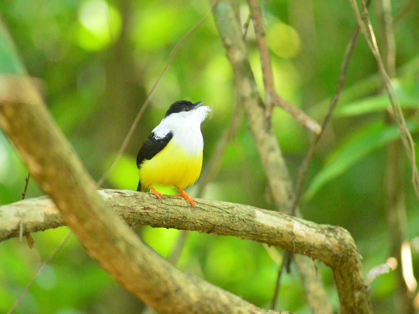 birding in the nature trail